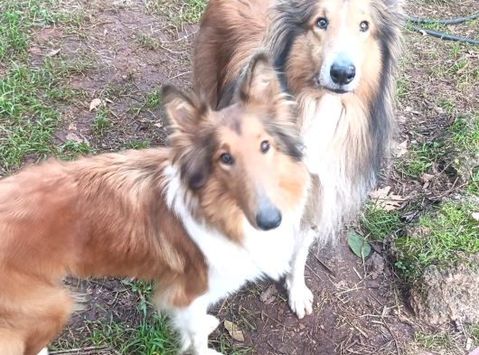 Rouch Collie Yavruları