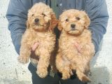 0 numara Maltipoo samsun