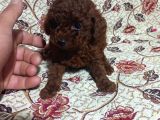 Teacup En Koyu Renkte Erkek Kore Poodle Yavrular