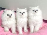 Show Kalite Maviş Silverpoint British Longhair Bebegim