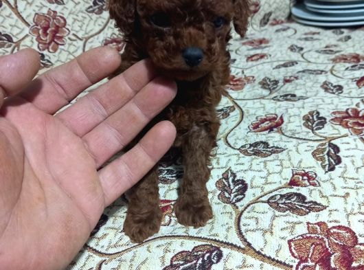 Teacup En Koyu Renkte Erkek Kore Poodle Yavrular görsel