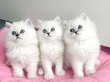 Show Kalite Maviş Silverpoint British Longhair Bebegim