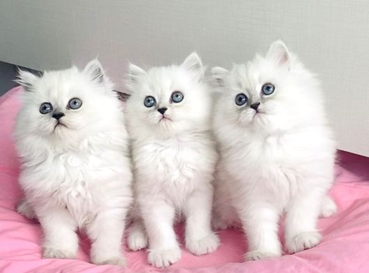 Show Kalite Maviş Silverpoint British Longhair Bebegim görsel