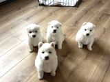 2 Aylık Samoyed Yavrularımız
