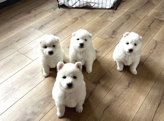 2 Aylık Samoyed Yavrularımız görsel