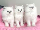 Show Kalite Maviş Silverpoint British Longhair Bebegim