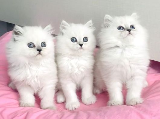 Show Kalite Maviş Silverpoint British Longhair Bebegim görsel