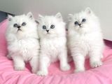 Show Kalite Maviş Silverpoint British Longhair Bebegim