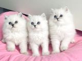 Show Kalite Maviş Silverpoint British Longhair Bebegim