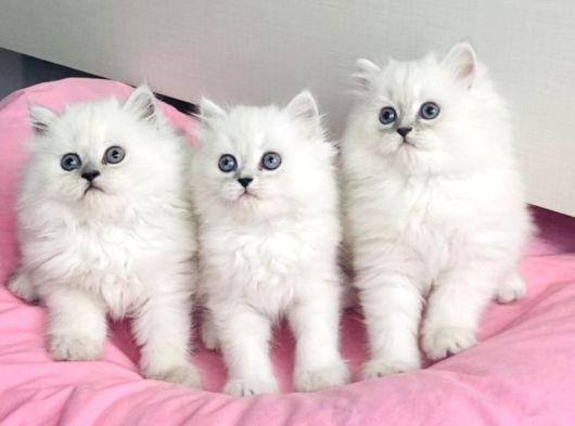 Show Kalite Maviş Silverpoint British Longhair Bebegim görsel