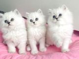 Show Kalite Maviş Silverpoint British Longhair Bebegim