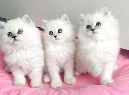 Show Kalite Maviş Silverpoint British Longhair Bebegim görsel
