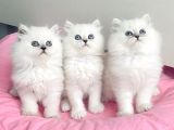 Show kalite maviş silverpoint british longhair bebegim