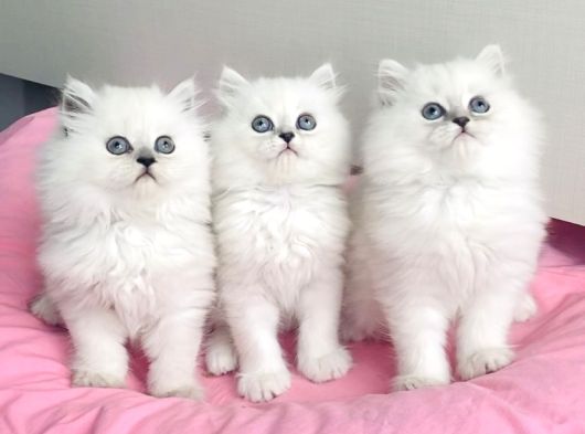 Show Kalite Maviş Silverpoint British Longhair Bebegim