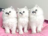 Show Kalite Maviş Silverpoint British Longhair Bebegim