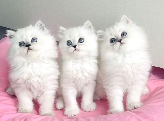 Show Kalite Maviş Silverpoint British Longhair Bebegim görsel