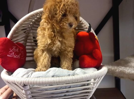 Toypoodle Bebeklerimiz Irk Ve Saglik Garantili görsel