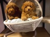 Toypoodle bebeklerimiz irk ve saglik garantili
