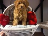Toypoodle Bebeklerimiz Irk Ve Saglik Garantili