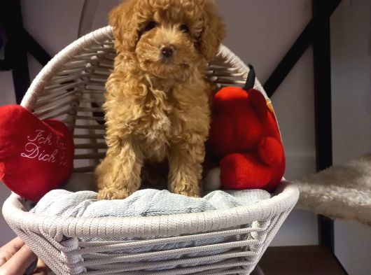 Toypoodle Bebeklerimiz Irk Ve Saglik Garantili görsel