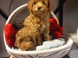 Toypoodle Bebeklerimiz Irk Ve Saglik Garantili