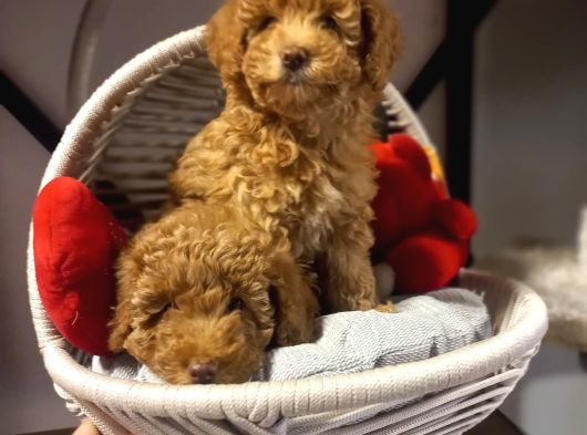 Toypoodle Bebeklerimiz Irk Ve Saglik Garantili görsel