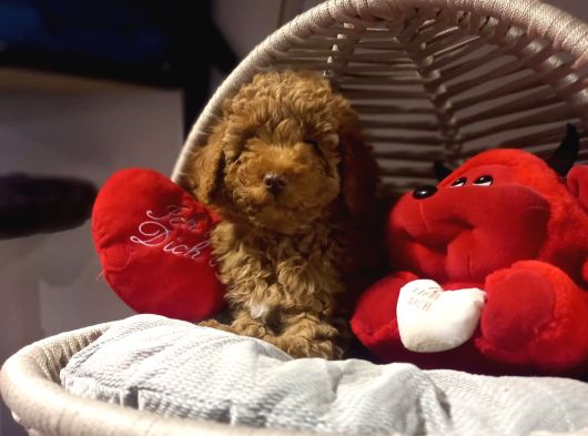 Toypoodle Bebeklerimiz Irk Ve Saglik Garantili görsel