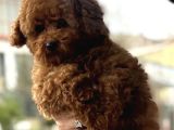 Sevimli poodle yaprular