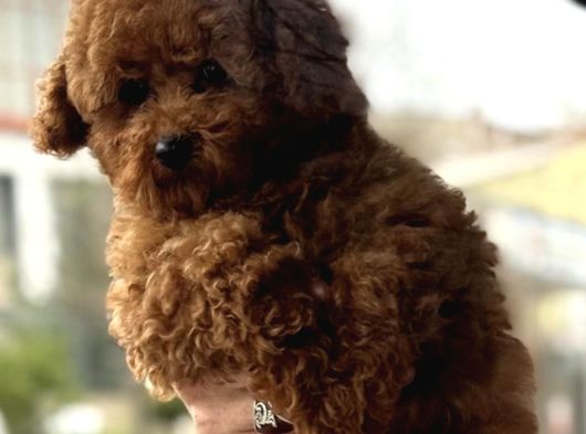 Sevimli poodle yaprular