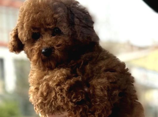 Sevimli Poodle Yaprular görsel