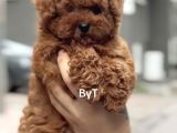 Sevimli Poodle Yaprular