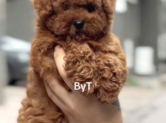 Sevimli Poodle Yaprular görsel