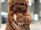 Sevimli Poodle Yaprular