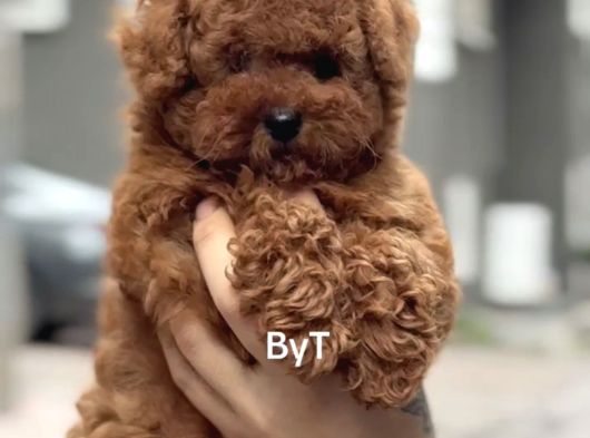 Sevimli Poodle Yaprular görsel