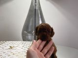 Redbrown Erkek Teacup