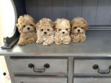 Tuvalet eğitimli ruhsatlı çiftlikten minnacık maltipoo bebek