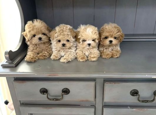 Tuvalet Eğitimli Ruhsatlı Çiftlikten Minnacık Maltipoo Bebek