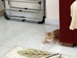 Koyu Golden Bebek