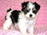 Teacup Morkie Orji̇nal Bebekler