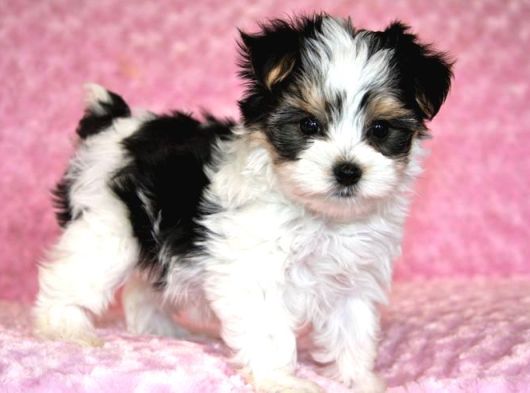 Teacup Morkie Orji̇nal Bebekler görsel