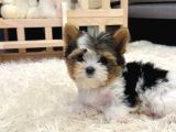 TEACUP MORKIE ORJİNAL BEBEKLER