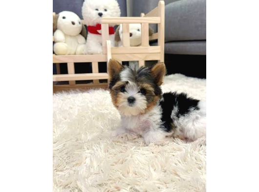 Teacup Morkie Orji̇nal Bebekler