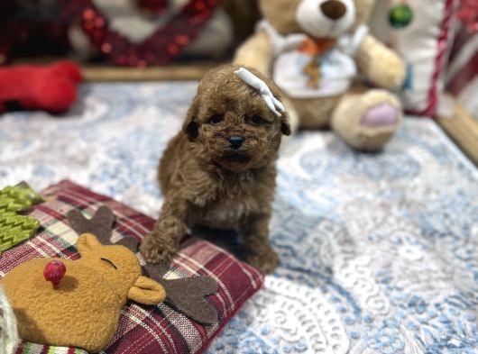 Kore Kan Poodle Yavrularımız görsel