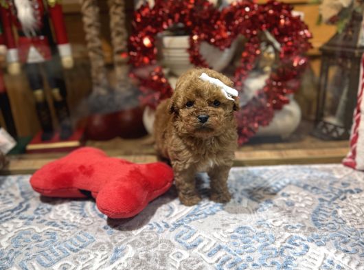 Kore Kan Poodle Yavrularımız