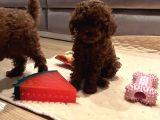 Kıvır Kıvır Kürklü Poodle Bebişler