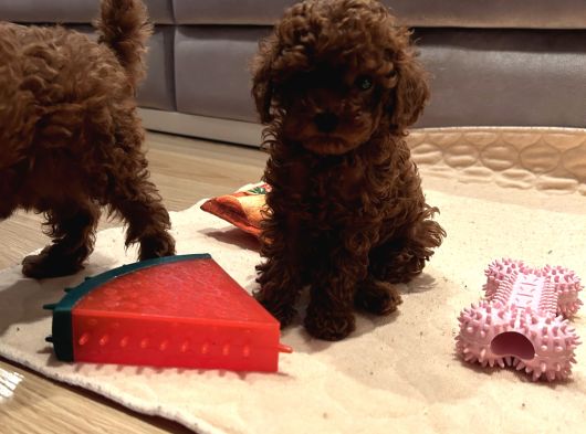 Kıvır Kıvır Kürklü Poodle Bebişler görsel