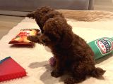 Kıvır Kıvır Kürklü Poodle Bebişler