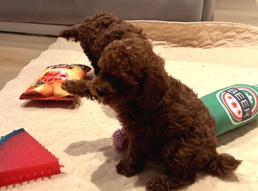 Kıvır Kıvır Kürklü Poodle Bebişler görsel