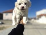 Lekesiz kar beyaz maltese