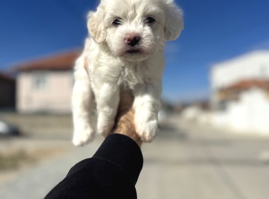Lekesiz kar beyaz maltese